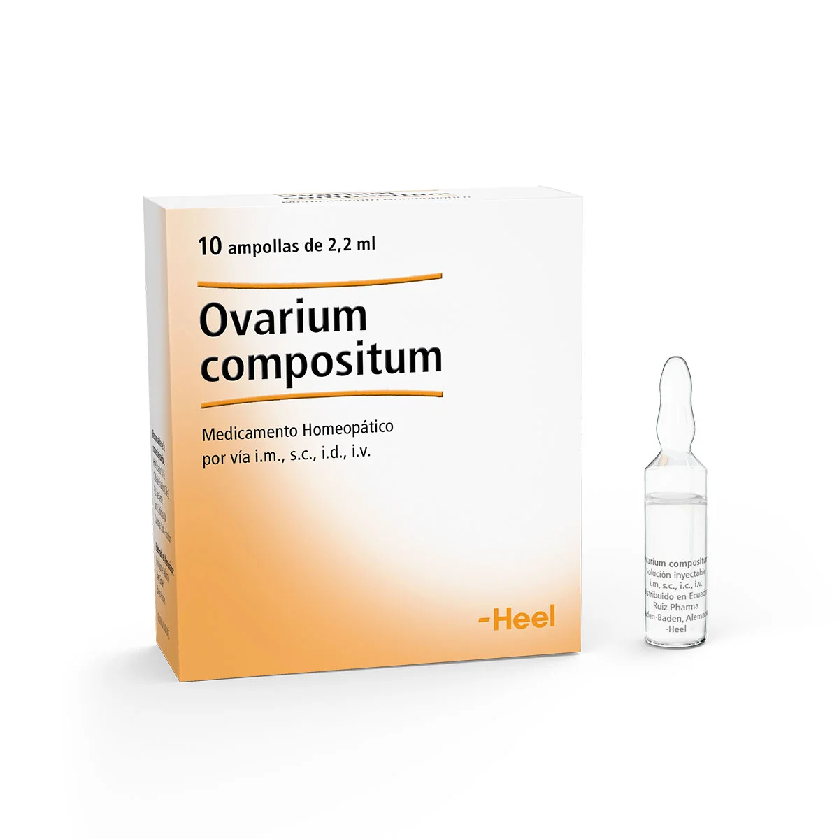 Ovarium compositum
